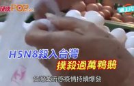 (粵)H5N8殺入台灣 撲殺過萬鴨鵝