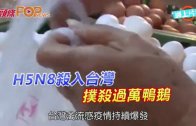 (粵)H5N8殺入台灣 撲殺過萬鴨鵝