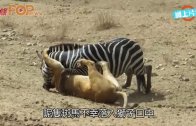 斑馬生死時刻　獅子口中脫險