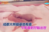 (粵)成都大熊貓基地有喜 今年首對孖胎出世