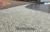 (粵)天津突現大批死魚 真有化學品洩漏？