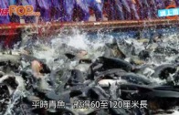 (粵)1.75米180斤杭州魚王　身價或過萬破紀錄