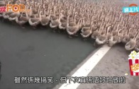 (粵)1300隻鵝佔領公路　散步好梳乎