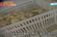 (粵)法鵝肝廠恐怖實錄 日殺六千隻雌鴨