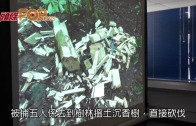 (港聞)非法砍伐土沉香　 五內地漢南丫島被捕