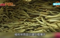 柴灣茵翠苑單位起火 女戶主燃艾草驅蚊變燒屋 事後激動落淚