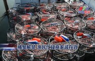 (國)捕蟹解禁 漁民忙碌商家減存貨