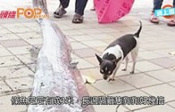 (粵)驚現3米長地震魚　台網友煮嚟食定驚