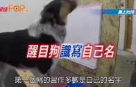 Khaby Lame｜網紅「無語哥」開啓中國行 玩轉北京天津