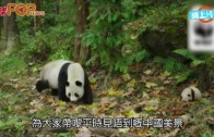 (粵)迪士尼走進中國大自然　熊貓金絲猴領軍拍片