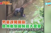 (粵)男童誤闖園區 俄州動物園射殺大猩猩
