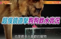 青馬大橋工人爬欄杆維修 途人誤當跳橋惹虛驚