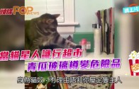 (粵)當貓星人識行超市  青瓜玻璃樽變危險品