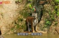 (粵)泰老虎廟涉虐待動物　 雪櫃藏40隻幼虎屍體
