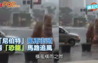 (粵)「尼伯特」風雨街頭　 兩「恐龍」馬路追風