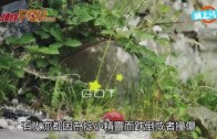 (粵)Pokémon Go玩家中伏　被誘劫4美少年被捕