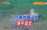 (粵)八爪魚抱椰子殼海中漫步