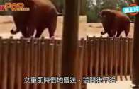 (粵)動物園大象丟石頭　 意外砸死7歲女童