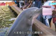 (粵)遊客舉機影海豚 反被整蠱偷ipad