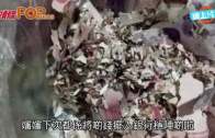 (粵)陝西婦身家收埋糧食缸  2.7萬俾老鼠咬碎晒