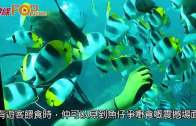 (粵)關島海洞  直擊珊瑚世界