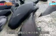 (粵)416鯨魚集體擱淺紐西蘭  3/4已死 餘下生存意志低