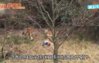 (粵)重慶遊客開窗拋蘋果 黑熊四圍跑驚險追車