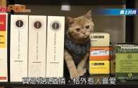 Charlie Kirk遭槍殺｜美政壇最具影響力保守派新星 推動年輕選民撐特朗普