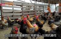 廣東染H7N9搶救27日 首名台籍人士死亡