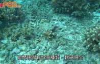 (粵)塞班島浮潛樂  太平洋海上明珠
