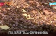 單車節2025｜11.30舉行 明早10點開始報名 共開放6000名額 首設「世界大學盃」