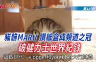 (粵)貓貓MARU鑚紙盒成頻道之冠  破健力士世界紀錄