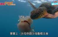 一物治一物! 直擊海龜生食水母