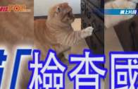 貓貓「檢查國庫」發現得個「吉」 發怒