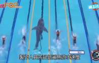 OMG!菲比斯單挑大鯊魚 游海水鬥快僅輸2秒