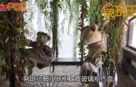 Teddy Castle  超萌熊仔城堡
