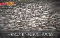 一夜間魚屍湧滿河  網民擔心是否凶兆