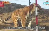 猛獸區下車母喪虎口  女兒控告並索償156萬元