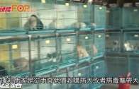南京寵物店賣「星期狗」  幼犬出籠5分鐘吐血死