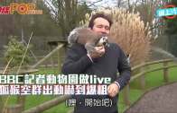 BBC記者動物園做live  狐猴空群出動嚇到爆粗