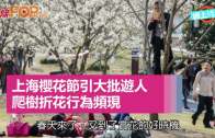 上海櫻花節引大批遊人  爬樹折花行為頻現