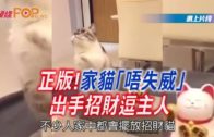 家貓「唔失威」出手招財冧主人