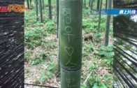 日本京都嵐山竹林遭遊客刻字破壞 網民斥「太自私」
