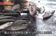 運魚車青嶼幹線翻側 大批淡水魚拋飛地上