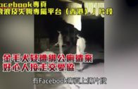 金毛犬疑遭綁公廁遺棄  好心人接走交愛協