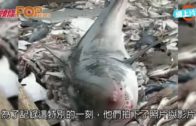 意外捕到1.8公尺大白鯊　  美國漁夫影完即放生