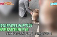 袋鼠屍體肚內傳哭聲  澳洲女救回小生命