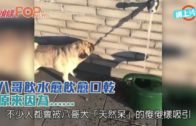 星島申訴王｜獨家追踪沙田鎖車王最新動向 捉商販阻街自認繼續做「衰工」