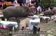 野豬闖郊野公園燒烤場  毋懼人群四處覓食