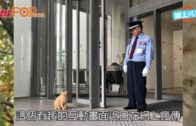 黃雨｜元朗天后古廟木棉飛絮現「漫天冰雹」奇景 檔販:風雨大到帳篷都爛咗3個